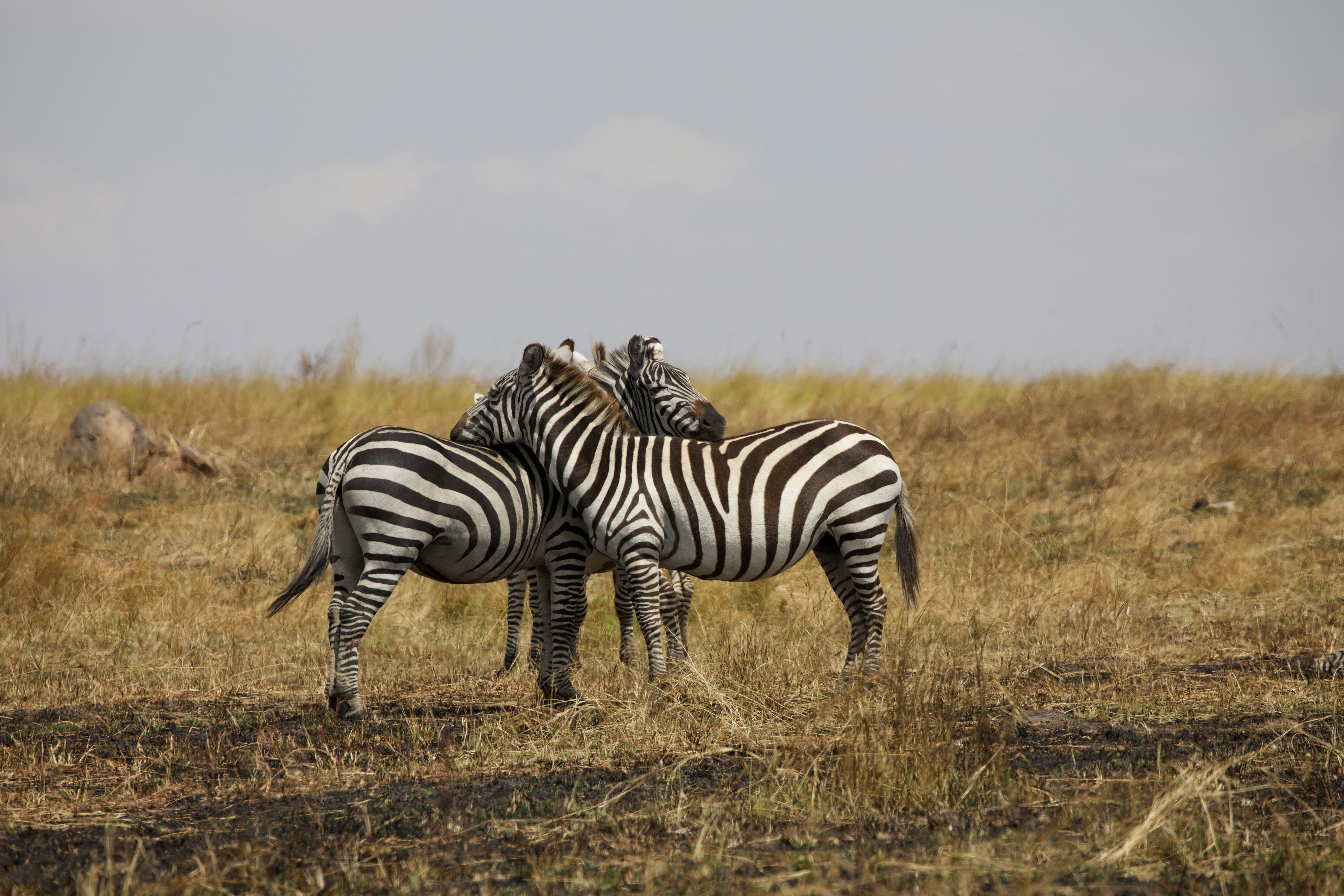 Ngorongoro Crater Lodge